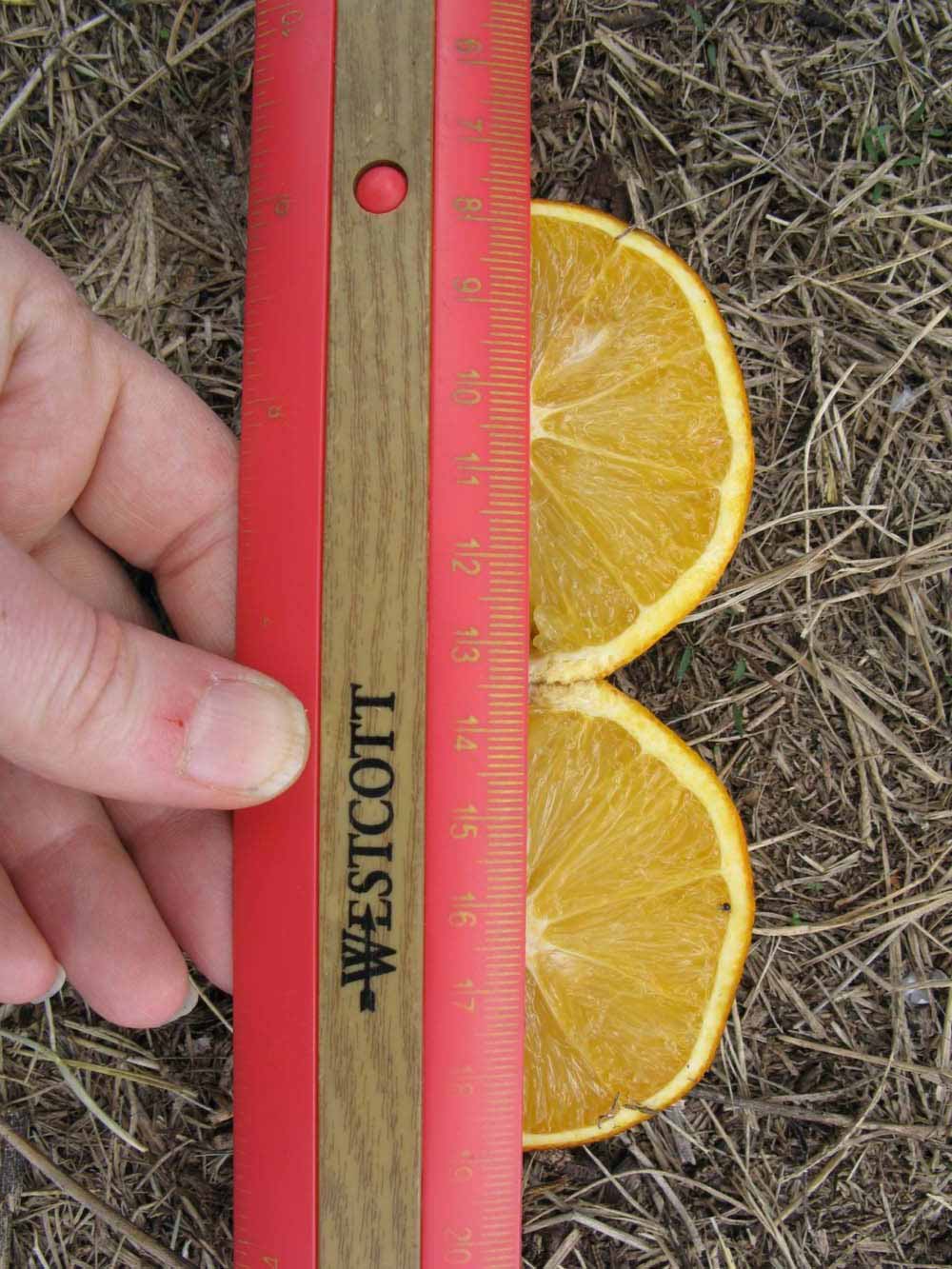            Fruit cross-section (Itaborai, Winter Haven, FL)   